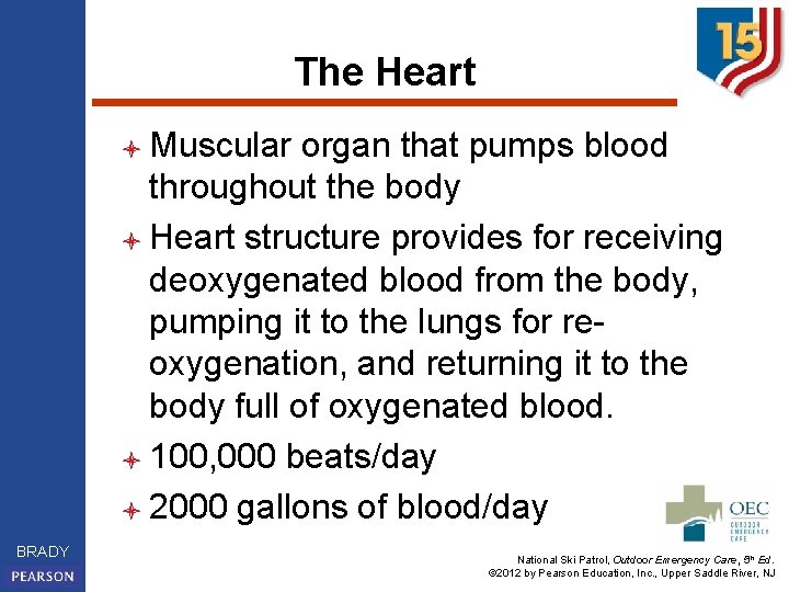 The Heart l Muscular organ that pumps blood throughout the body l Heart structure