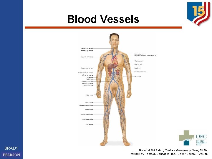 Blood Vessels BRADY National Ski Patrol, Outdoor Emergency Care, 5 th Ed. © 2012