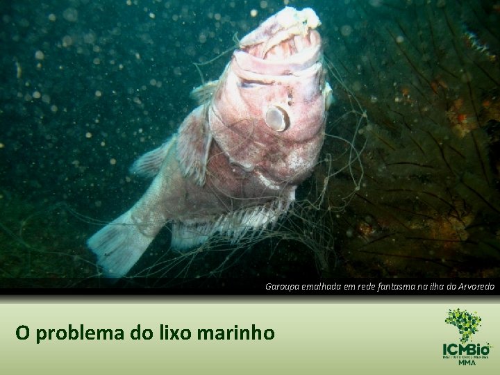 Garoupa emalhada em rede fantasma na ilha do Arvoredo O problema do lixo marinho