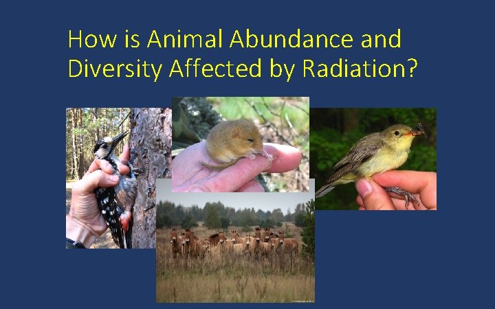How is Animal Abundance and Diversity Affected by Radiation? 