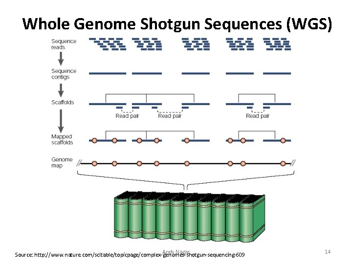 Whole Genome Shotgun Sequences (WGS) Andy Nagar Source: http: //www. nature. com/scitable/topicpage/complex-genomes-shotgun-sequencing-609 14 Whole Genome Shotgun Sequences (WGS) Andy Nagar Source: http: //www. nature. com/scitable/topicpage/complex-genomes-shotgun-sequencing-609 14