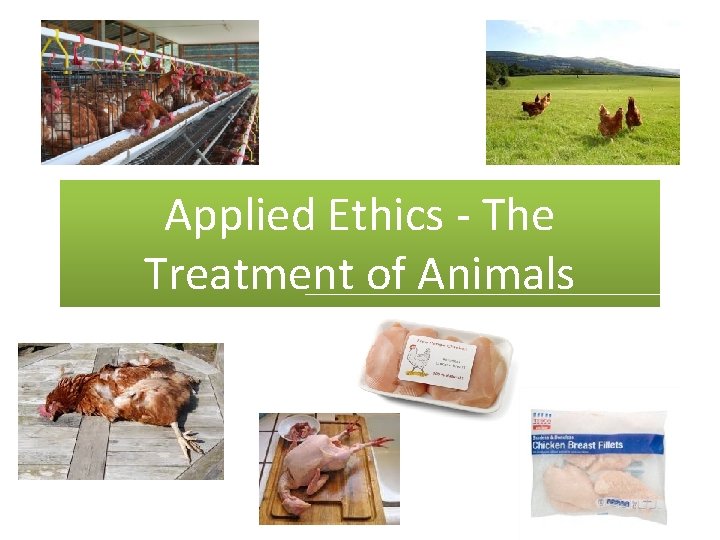 Applied Ethics - The Treatment of Animals 
