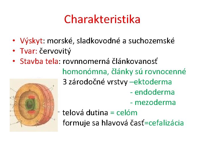 Charakteristika • Výskyt: morské, sladkovodné a suchozemské • Tvar: červovitý • Stavba tela: rovnnomerná