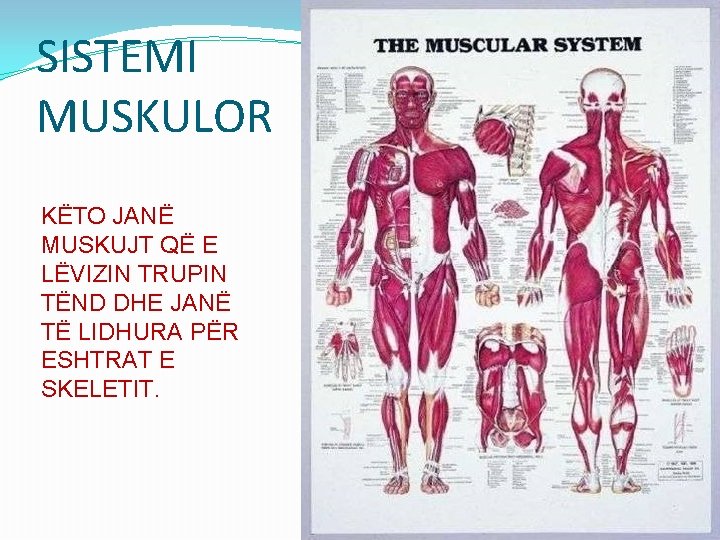 SISTEMI MUSKULOR KËTO JANË MUSKUJT QË E LËVIZIN TRUPIN TËND DHE JANË TË LIDHURA