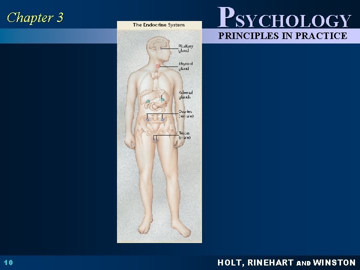 Chapter 3 PSYCHOLOGY PRINCIPLES IN PRACTICE 10 HOLT, RINEHART AND WINSTON 