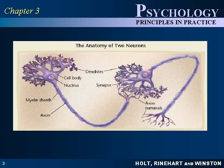 Chapter 3 PSYCHOLOGY PRINCIPLES IN PRACTICE 3 HOLT, RINEHART AND WINSTON 
