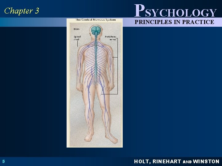 Chapter 3 PSYCHOLOGY PRINCIPLES IN PRACTICE 5 HOLT, RINEHART AND WINSTON 