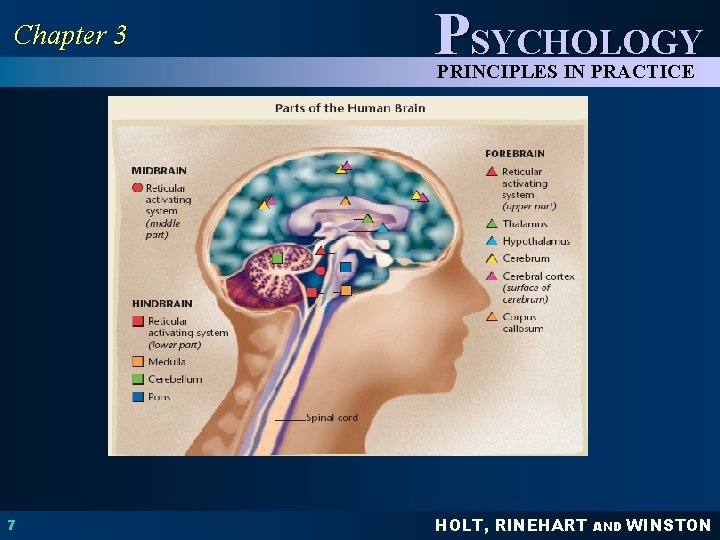 Chapter 3 PSYCHOLOGY PRINCIPLES IN PRACTICE 7 HOLT, RINEHART AND WINSTON 