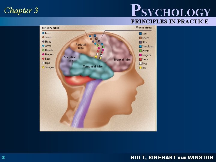 Chapter 3 PSYCHOLOGY PRINCIPLES IN PRACTICE 8 HOLT, RINEHART AND WINSTON 