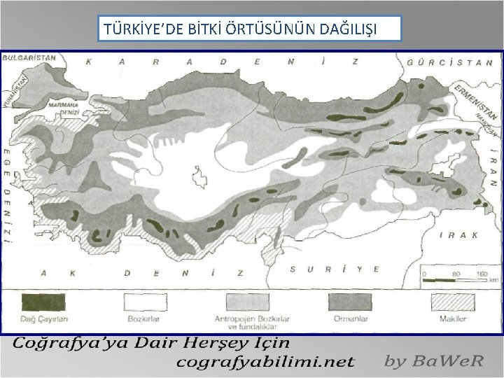 TÜRKİYE’DE BİTKİ ÖRTÜSÜNÜN DAĞILIŞI 