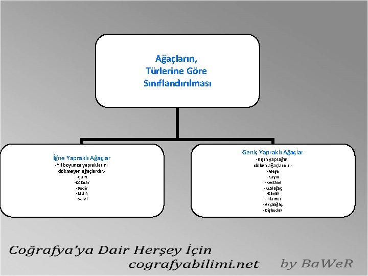 Ağaçların, Türlerine Göre Sınıflandırılması İğne Yapraklı Ağaçlar -Yıl boyunca yapraklarını dökmeyen ağaçlardır. -Çam -Köknar