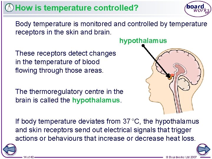 How is temperature controlled? Body temperature is monitored and controlled by temperature receptors in