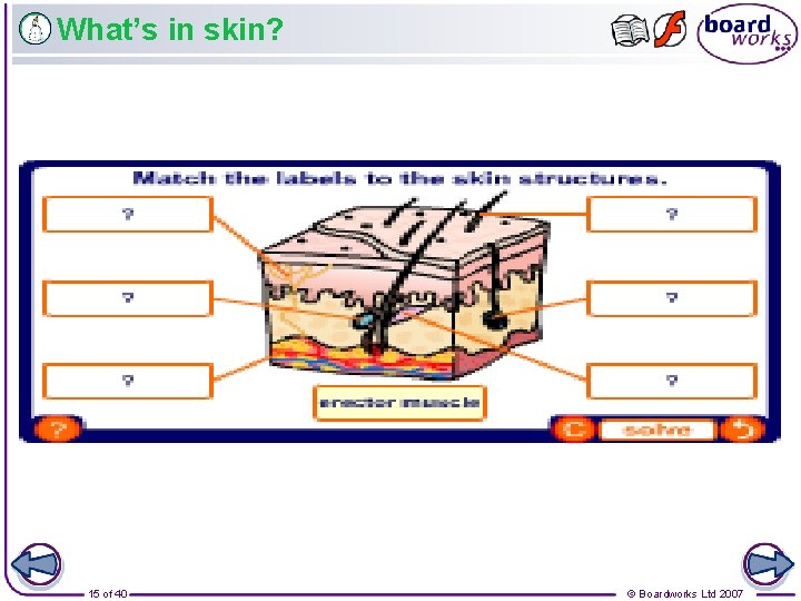 What’s in skin? 15 of 40 © Boardworks Ltd 2007 