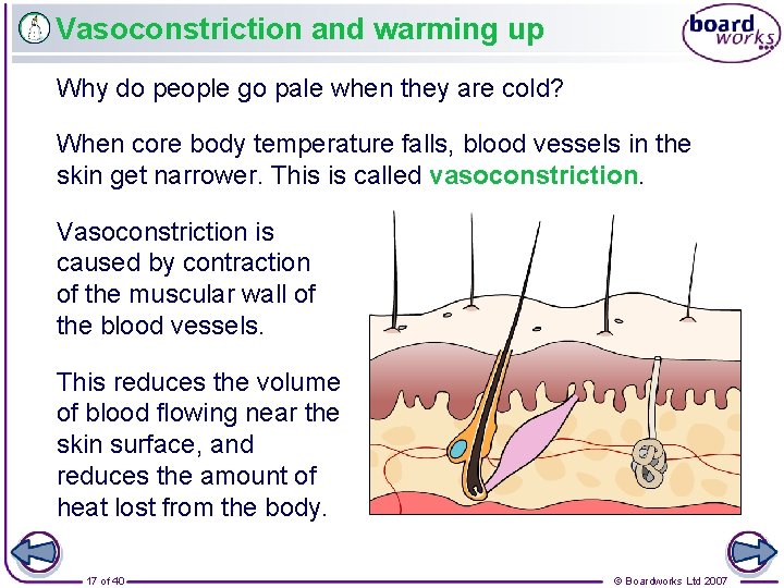 Vasoconstriction and warming up Why do people go pale when they are cold? When