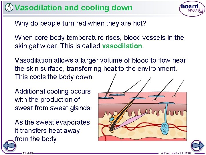 Vasodilation and cooling down Why do people turn red when they are hot? When