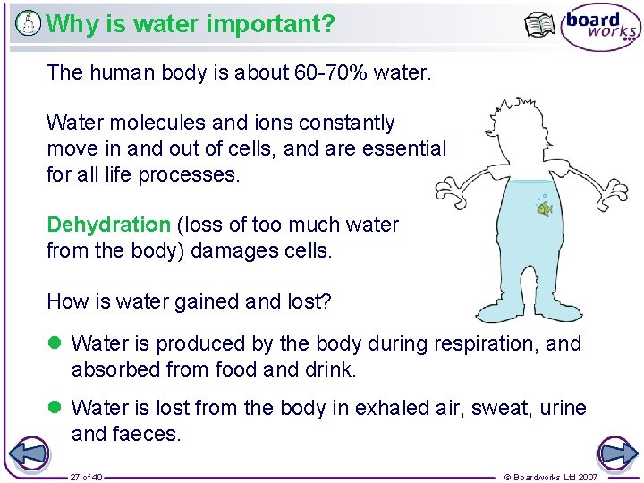 Why is water important? The human body is about 60 -70% water. Water molecules