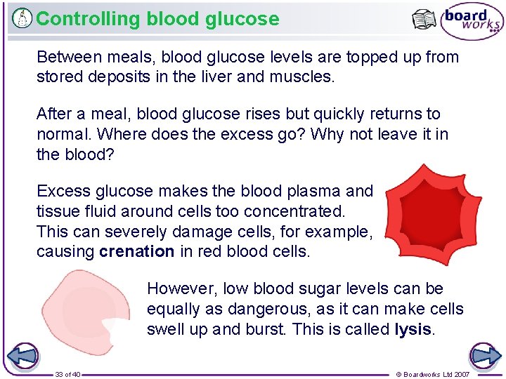 Controlling blood glucose Between meals, blood glucose levels are topped up from stored deposits