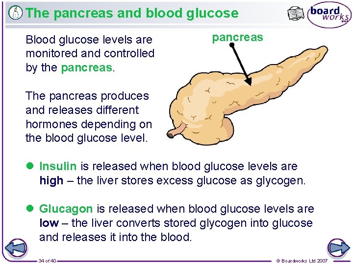 The pancreas and blood glucose Blood glucose levels are monitored and controlled by the