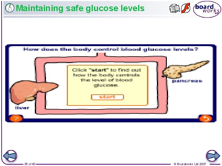 Maintaining safe glucose levels 35 of 40 © Boardworks Ltd 2007 