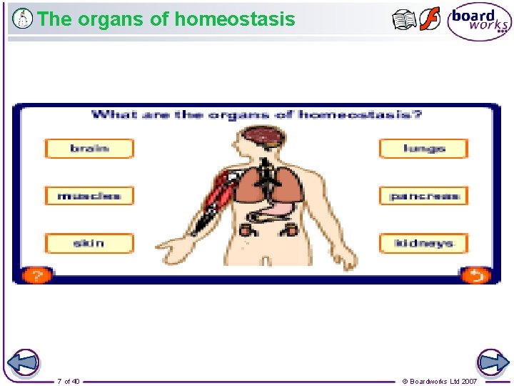 The organs of homeostasis 7 of 40 © Boardworks Ltd 2007 