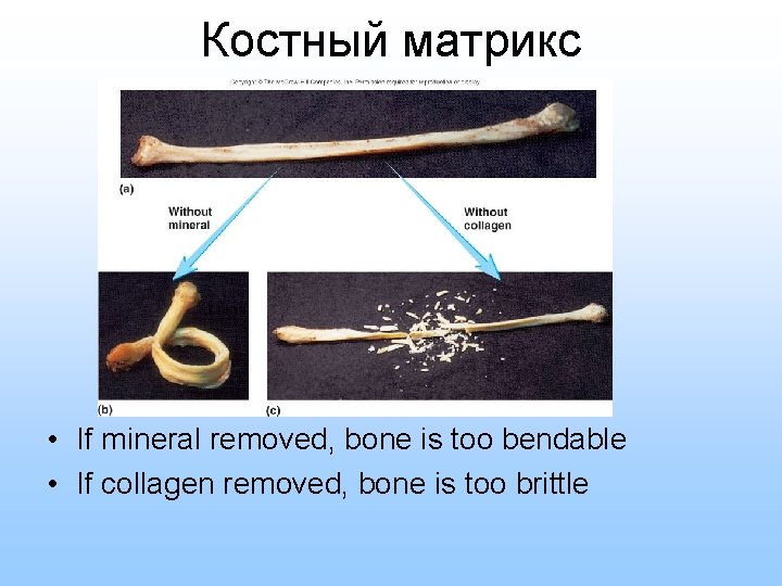 Костный матрикс • If mineral removed, bone is too bendable • If collagen removed,