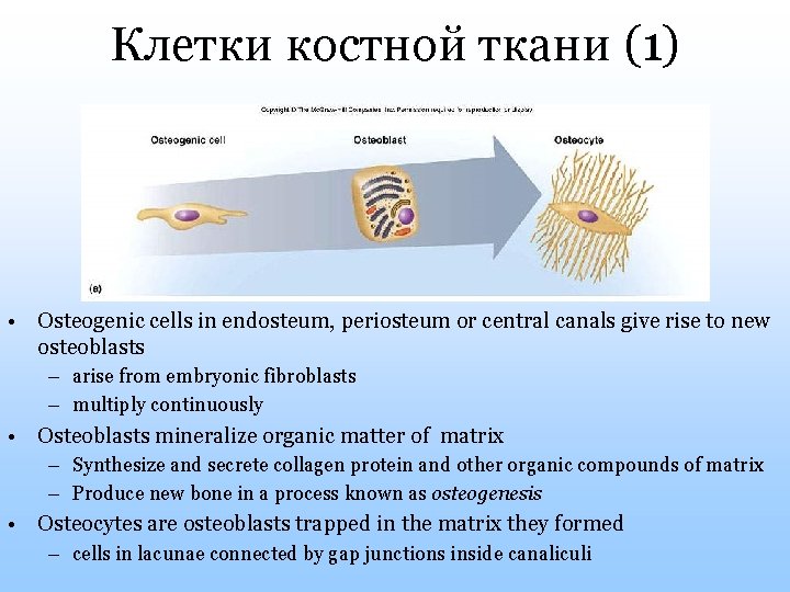 Клетки костной ткани (1) • Osteogenic cells in endosteum, periosteum or central canals give