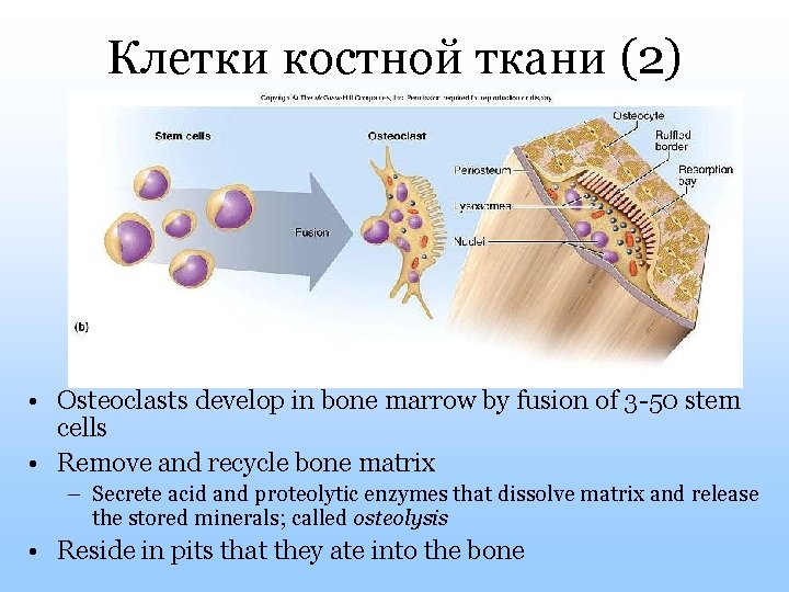 Клетки костной ткани (2) • Osteoclasts develop in bone marrow by fusion of 3