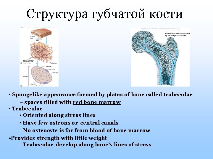 Структура губчатой кости • Spongelike appearance formed by plates of bone called trabeculae –