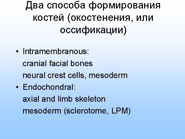 Два способа формирования костей (окостенения, или оссификации) • Intramembranous: cranial facial bones neural crest