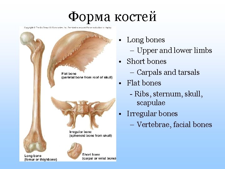 Форма костей • Long bones – Upper and lower limbs • Short bones –