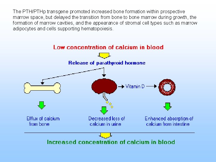 The PTH/PTHp transgene promoted increased bone formation within prospective marrow space, but delayed the