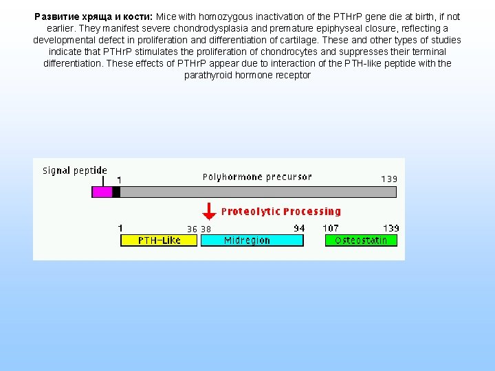 Развитие хряща и кости: Mice with homozygous inactivation of the PTHr. P gene die