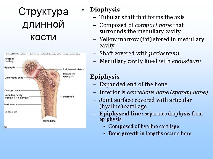 Структура длинной кости • Diaphysis – Tubular shaft that forms the axis – Composed