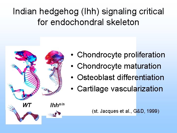 Indian hedgehog (Ihh) signaling critical for endochondral skeleton • • WT Ihhn/n Chondrocyte proliferation