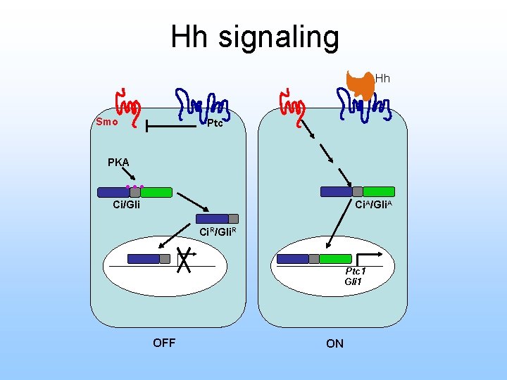 Hh signaling Hh Smo Ptc . . . PKA Ci/Gli Ci. A/Gli. A Ci.