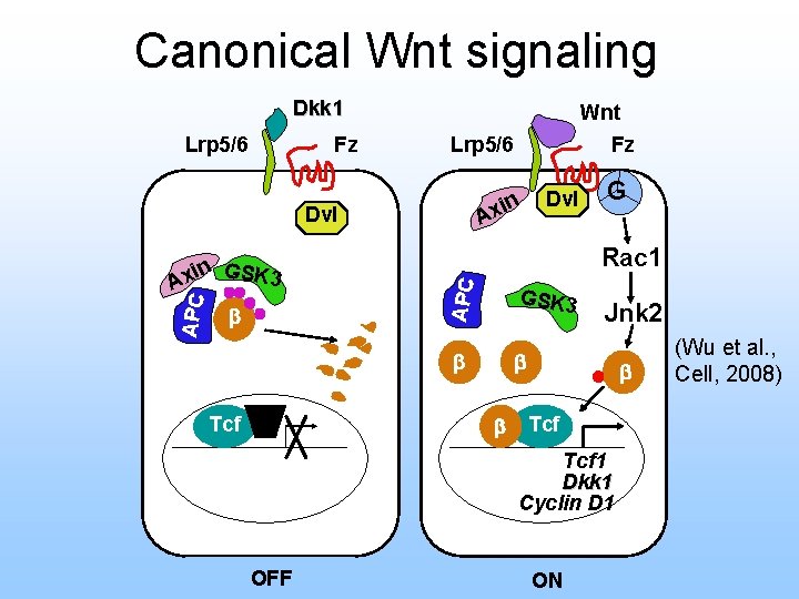 Canonical Wnt signaling Dkk 1 Lrp 5/6 Fz Wnt Lrp 5/6 Dvl xin GSK