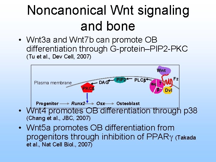 Noncanonical Wnt signaling and bone • Wnt 3 a and Wnt 7 b can