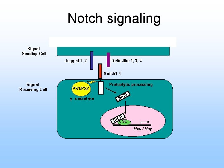 Notch signaling Signal Sending Cell Jagged 1, 2 Delta-like 1, 3, 4 Notch 1