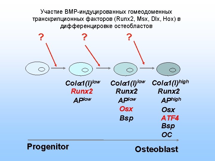 Участие BMP-индуцированных гомеодоменных транскрипционных факторов (Runx 2, Msx, Dlx, Hox) в дифференцировке остеобластов ?