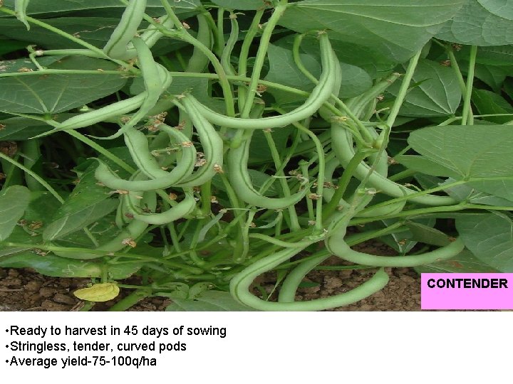 CONTENDER • Ready to harvest in 45 days of sowing • Stringless, tender, curved