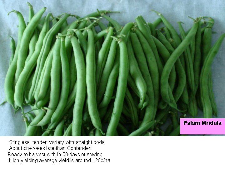 Palam Mridula Stingless- tender variety with straight pods About one week late than Contender.