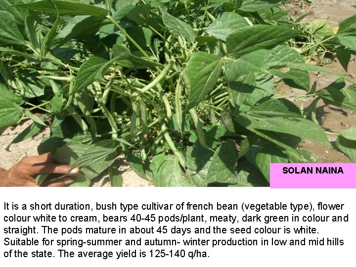 SOLAN NAINA It is a short duration, bush type cultivar of french bean (vegetable