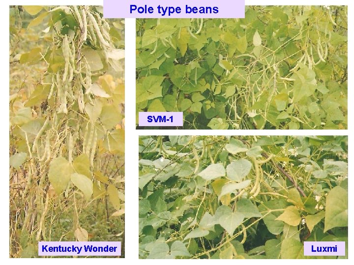 Pole type beans SVM-1 Kentucky Wonder Luxmi 
