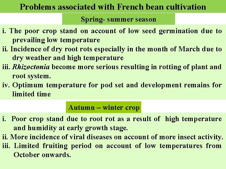 Problems associated with French bean cultivation Spring- summer season i. The poor crop stand