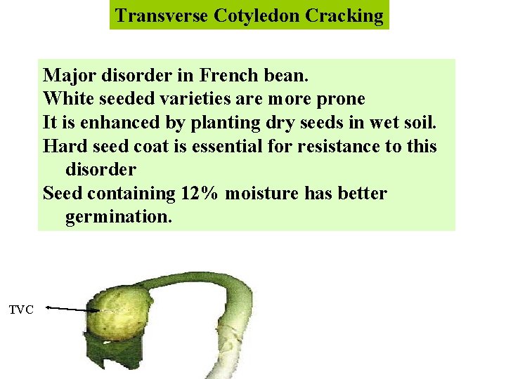 Transverse Cotyledon Cracking Major disorder in French bean. White seeded varieties are more prone