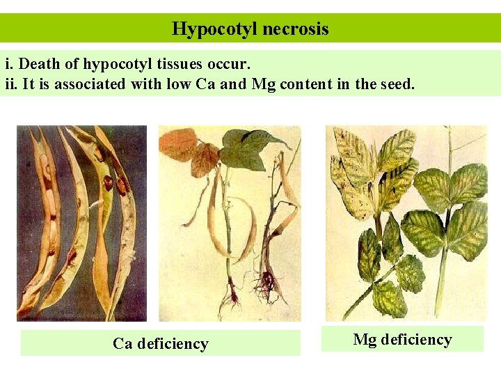 Hypocotyl necrosis i. Death of hypocotyl tissues occur. ii. It is associated with low