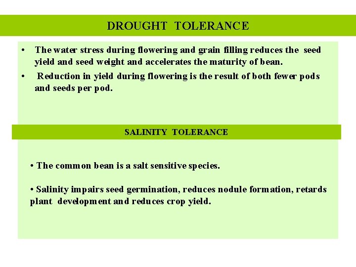 DROUGHT TOLERANCE • The water stress during flowering and grain filling reduces the seed