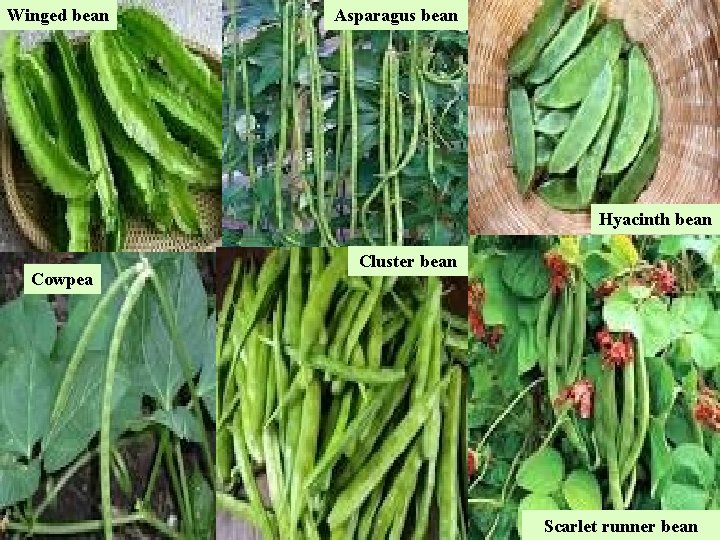 Winged bean Asparagus bean Hyacinth bean Cowpea Cluster bean Scarlet runner bean 