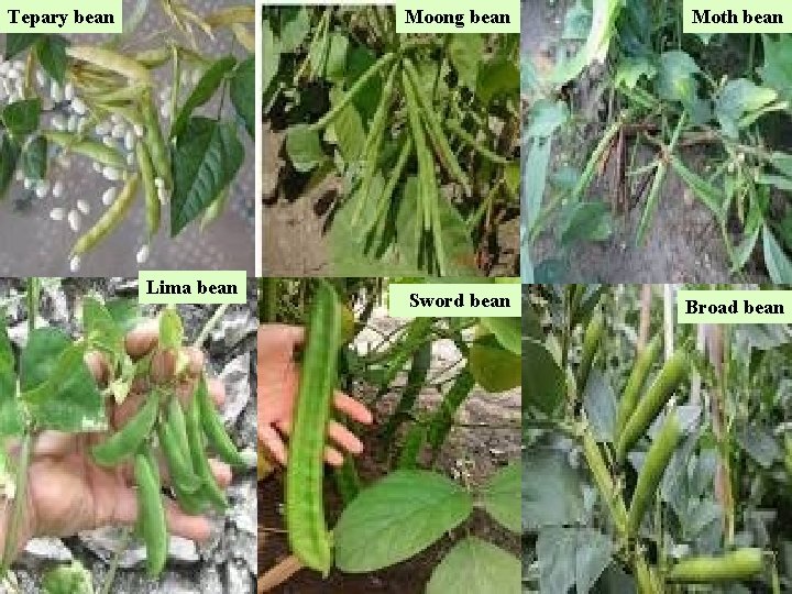 Tepary bean Lima bean Moong bean Moth bean Sword bean Broad bean 