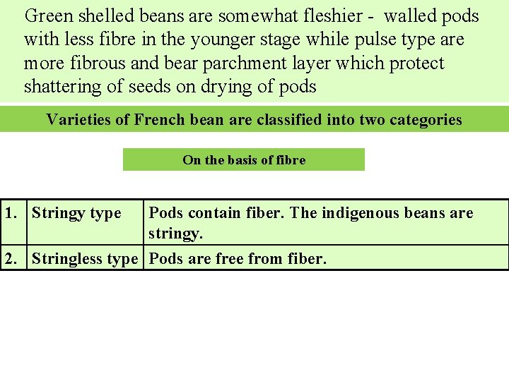 Green shelled beans are somewhat fleshier - walled pods with less fibre in the